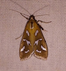 Diastictis