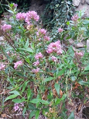 Centranthus ruber