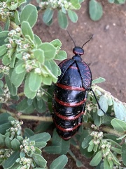 Megetra