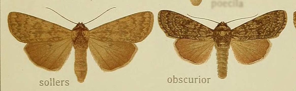 Actebia sollers