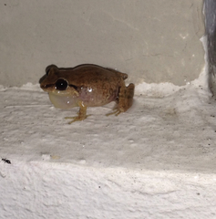 Eleutherodactylus brittoni