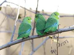 Forpus cyanopygius insularis