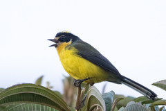 Myioborus flavivertex