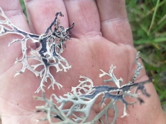 Pseudevernia furfuracea