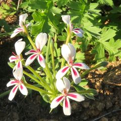 Pelargonium pulchellum