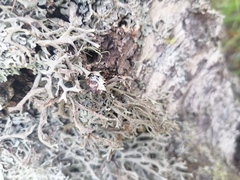 Pseudevernia furfuracea