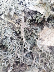 Pseudevernia furfuracea