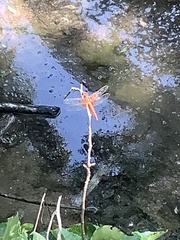 Libellula croceipennis