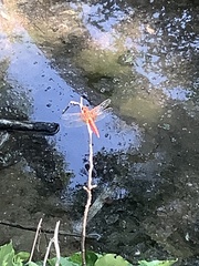 Libellula croceipennis