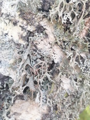 Pseudevernia furfuracea