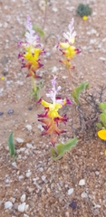 Lachenalia framesii