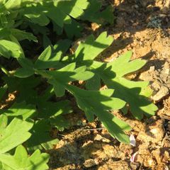 Pelargonium pulchellum