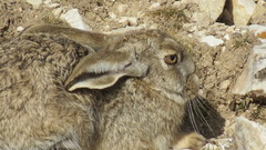 Lepus oiostolus