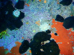 Anthostella stephensoni