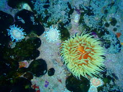 Anthostella stephensoni