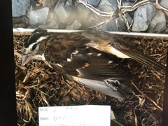 Pheucticus ludovicianus