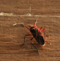 Melamphaus rubrocinctus