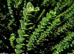 Morella cordifolia