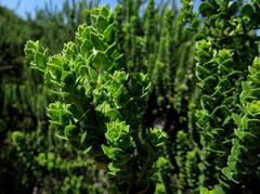 Morella cordifolia