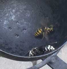 Dolichovespula maculata