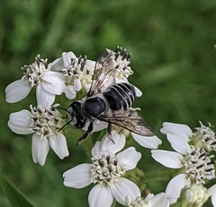 Megachile texana