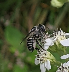 Megachile texana