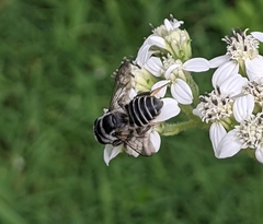 Megachile texana