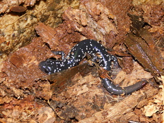 Plethodon glutinosus
