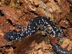 Plethodon glutinosus