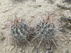 Sclerocactus cloverae