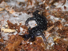Plethodon glutinosus