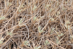Astragalus balearicus