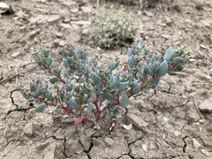 Proatriplex pleiantha