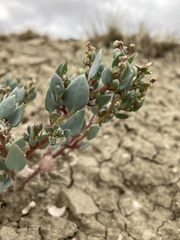 Proatriplex pleiantha