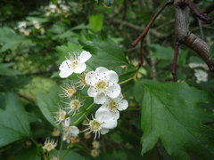 Crataegus dsungarica