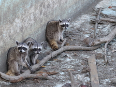 Procyon lotor insularis