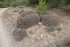 Astragalus balearicus