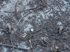 Procyon lotor insularis