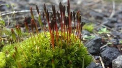 Tetraplodon mnioides