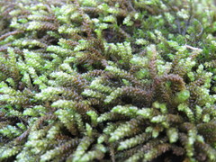 Scleropodium obtusifolium