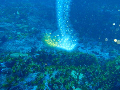 Forskalia edwardsii