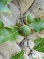 Quercus sinuata breviloba