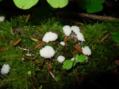 Stemonitis axifera