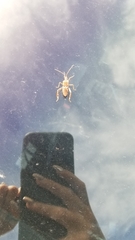 Leptoglossus clypealis