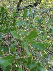 Quercus sinuata breviloba