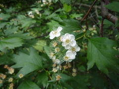 Crataegus dsungarica