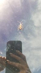 Leptoglossus clypealis