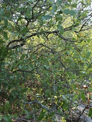 Quercus sinuata breviloba