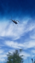 Leptoglossus clypealis