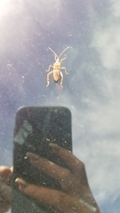 Leptoglossus clypealis